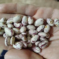 لوبیا چیتی تازه|خوردنی و آشامیدنی|صومای برادوست, |دیوار