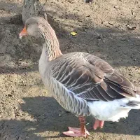 بغلمون و غاز و غو غاز|حیوانات مزرعه|رشت, آتشگاه|دیوار