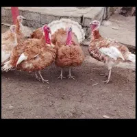 بقلمون