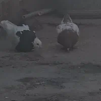 کبوتر  طوقی وسینه قهوه‌ای ای معاوضه با پلاکی|پرنده|دیشموک, |دیوار