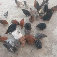 جوجه ومرغ محلی