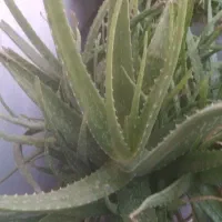 آلوورا شاداب|گل و گیاه طبیعی|محمدشهر, شهرک پیام (مهرالبرز)|دیوار