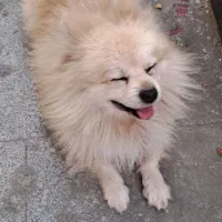 سگ پامرین روباهی|سگ|تنکابن, |دیوار