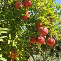 باغت آباد عمو کرم|عمدهفروشی|کوهنانی, |دیوار