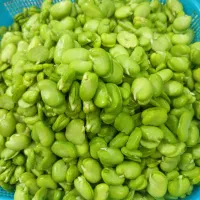 باقالی سبز نوبرانه