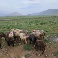 فروش میش داشتی