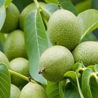 نهال گردو تویسرکان