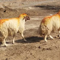 ۳ راس قورچ داشتی|حیوانات مزرعه|پلدختر, |دیوار