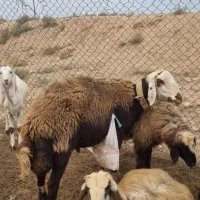 نرمیش|حیوانات مزرعه|اندیمشک, |دیوار