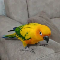 طوطی خورشیدی (سان کانور) پشت زرد|پرنده|ری, اقدسیه|دیوار