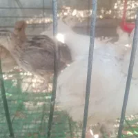 بلدرچین بالغ