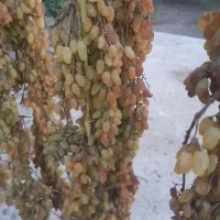 کشمش