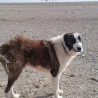 سلام دوست عزیز یک عدد سگ خوب دهان پاک گله ای