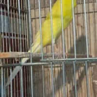 قناری رسمی بلند نرماده|پرنده|همدان, |دیوار