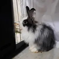 خرگوش نربالغ