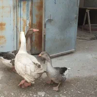 سه عدد غاز لیندا و محلی|حیوانات مزرعه|ساری, |دیوار