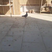 راهنمای کفتر