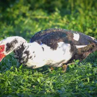 اردک اسرائیلی نر کیلویی