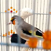 سهره دورگ کرمون