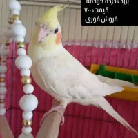 عروس هلندی ماده