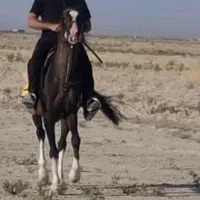 اسب|اسب و تجهیزات اسب‌سواری|اژیه, |دیوار