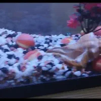 آکواریوم شیشه خم وارداتی|ماهی|قرچک, زیبا شهر|دیوار