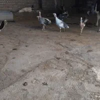 بوقلمون|حیوانات مزرعه|پلدختر, |دیوار