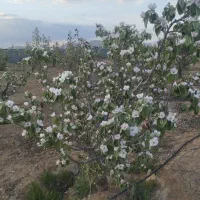 فروش باغ در گرگاب