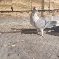 کبوتر دمگیر خرقه|پرنده|اصفهان, قهاب جنوبی|دیوار