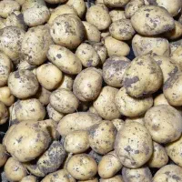 سیب زمینی بذری لیبل دار و خوراکی لوکس|خدمات باغبانی و درختکاری|بهار, |دیوار