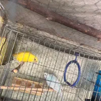 مرغ عشق|پرنده|عنبرآباد, |دیوار