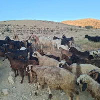 فروش ۳۰ عدد بز جوان با کهره|حیوانات مزرعه|کوار, |دیوار