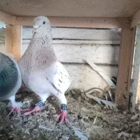 جفت سرور بهبهانی...ماده چاپی هردو جوون به شرط