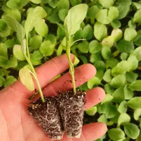 گلخانه تولید نشا|خدمات باغبانی و درختکاری|سیدان, |دیوار