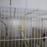 عروس هلندی