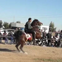 اسب کرد مدرک دار|اسب و تجهیزات اسبسواری|ساوه, |دیوار