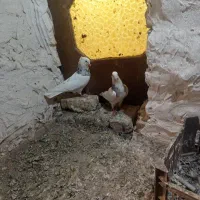 کبوتر طوقی|پرنده|گنبد کاووس, |دیوار