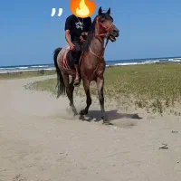 نریون کرد به رنگ سرخون|اسب و تجهیزات اسب‌سواری|رشت, گلباغ نماز|دیوار