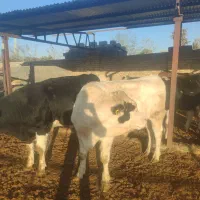 گوساله نروماده درفریمان|حیوانات مزرعه|قلندر آباد, |دیوار