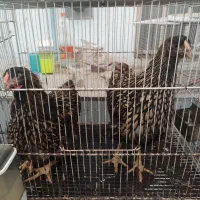 مرغ ویاندوت جی اس جی