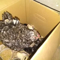 جوجه یک روزه