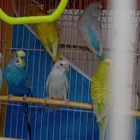 مرغ عشق