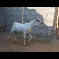 نر و ماده سومال