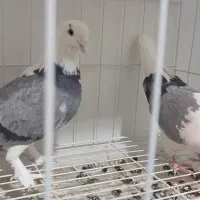 کبوتر  پرشی