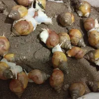 حلزون البینو