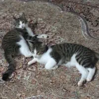گربه|گربه|نکا, |دیوار