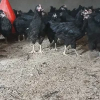 جوجه مرغ تاغچه|حیوانات مزرعه|مشهد, كنويست|دیوار