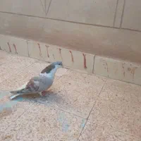 سده هفرنگ نر