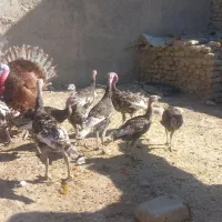 بقلمون محلی|حیوانات مزرعه|زهک, |دیوار