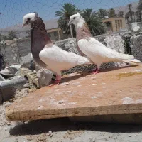 نرو ماده طوقی